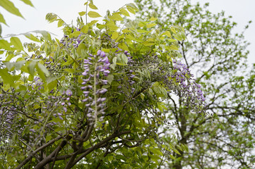 Wall Mural - Bright purple flowers of wisteria and green leaves.