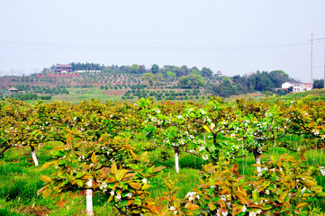 the woods landscape in China suburb