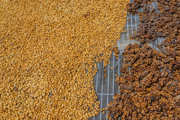 Wall Mural - Luwak coffee, unclean coffee beans,  Kopi luwak is coffee that includes part-digested coffee cherries eaten and defecated by the Asian palm civet at coffee drying yard in Dalat, Vietnam.