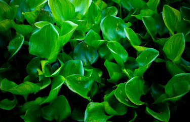 picture Fresh green water hyacinth leaves