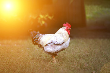 white and black feather rooster