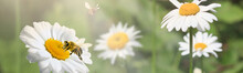 A Lot Of Chamomile In Summer Meadow In Nature In Sunshine At Sunset And A Flying Bumblebee. Beautiful Summer Landscape With Field Of Daisies In Sunset. Summer Wallpapers. Panoramic Wiev