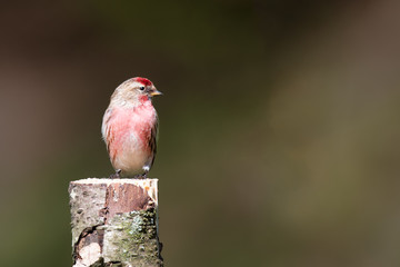Aufkleber - A Lesser Redpoll,Carduelis cabaret, perched on top of a silver birch tree stump looking to the right into open copy space