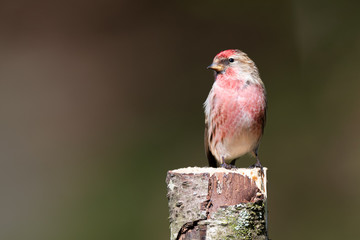 Aufkleber - A Lesser Redpoll,Carduelis cabaret, perched on top of a silver birch tree stump looking to the left into open copy space