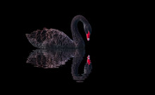 Black Swan On Black Background (Cygnus Atratus)