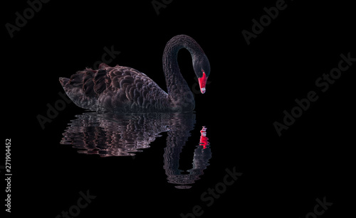 Fotografía Black swan on black background (Cygnus atratus)