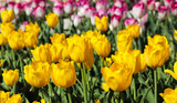 Fototapeta Tulipany - Beautiful bouquet of tulips nature background.