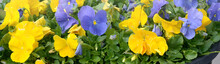 Beautiful Violet And Yellow Blossoming Pansies In The Spring Garden