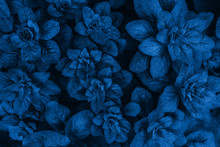 Bright Blue Leaves Top View Minimalistic Background. Floral Backdrop Concept. Color Of The Summer 2019. Flower Petals Close Up. Floristry Hobby. Web Banner, Greeting Card Idea
