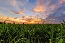 Fresh Sugarcane Field With Nice Sky In Sunset Time
