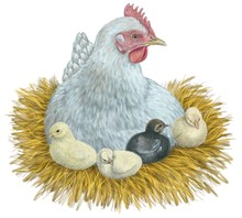 Hen With Chicks ,illustration, Digital Painting On An Isolated White Background