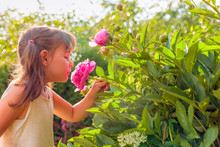 Happy Little Girl Smelling Fragrant Pink Peonies.