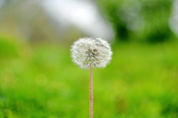 Lonely white fluffy blowball on a blurred green summer background. Horizontal frame