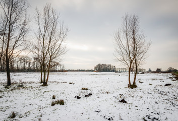 Wall Mural - Bare trees in a snowy landscape