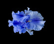 flower macro of a single isolated blue open iris blossom with rain water droplets on black background