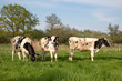 Three young black and white cows are cozy together in a green meadow with trees in the background under a blue sky.