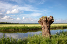 Recently Pollard Willow Tree, One, On The Edge Of A Creek, In The Eemnes Polder On A Sunny Day With Clouds In The Sky.