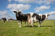 Two Mature Black And White Cows, Friesian Holstein, Standing In A Pasture And A Herd Of Cows At A Distance In The Background Under A Blue Cloudy Sky.