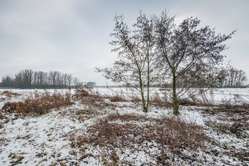 Wall Mural - Dutch nature reserve in wintertime