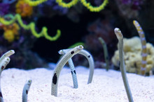 Close Up Of Multiple Garden Eels Poking Head Out Of Sand