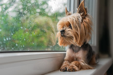 The Dog Looks Out The Window, The Rain Outside The Window, The Yorkshire Terrier