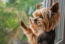 The Dog Looks Out The Window, The Rain Outside The Window, The Yorkshire Terrier