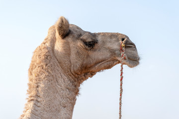 Wall Mural - Camel head in desert Thar during Pushkar Camel Fair, Rajasthan, India