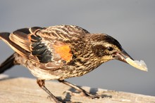 Closeup Of A Female  Red-winged Blackbird On The Fence. 