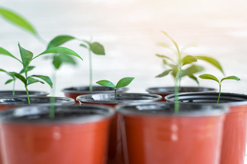 Green young plants in brown pots. Potted plants on white wooden background.