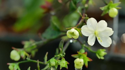 Wall Mural - The Bridal Veil Flowers Hanging on The Tree