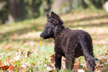 Wall Mural - Hund Hundefotoshooting mit einem seltenen schwarzen Mudi Welpen