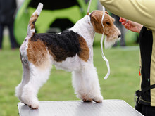 Fox Terrier At The Dog Show.