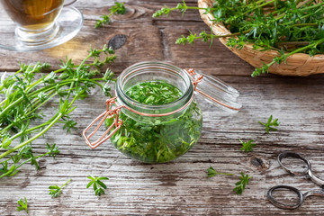 Preparation of tincture from fresh bedstraw plant