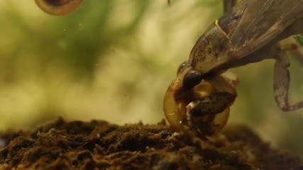 Poster - belostomatid water bug eating a planorbe snail