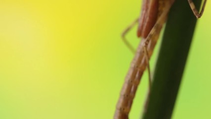 Poster - Close up of a damselfly nymph entering metamorphosis phase, Ischnura denticolis, mexican odonata