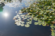 Seerosen (weiß) im Teich