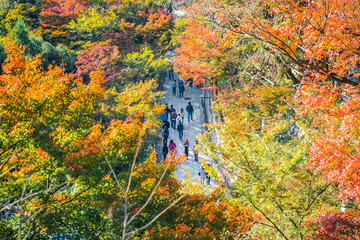 Wall Mural - All the maple trees have turn into red foliage during this Autumn season at Kiyomizu Dera Temple.