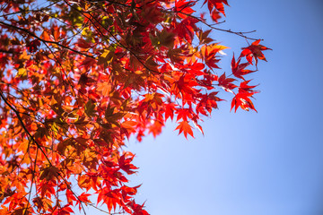 Wall Mural - All the maple trees have turn into red foliage during this Autumn season at Fushimi Inari shrine, Kyoto, Japan.