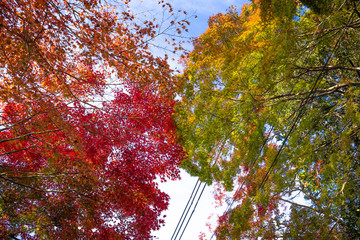 Wall Mural - All the maple trees have turn into red foliage during this Autumn season at Tofukuji temple in the south of Higashiyama district of Kyoto 