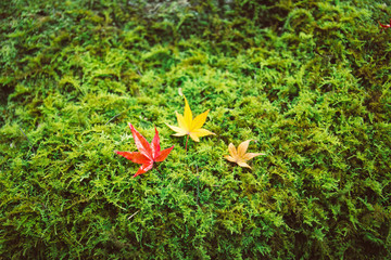 Wall Mural - Autumn season in Japan, red and yellow maple leaves on green moss.