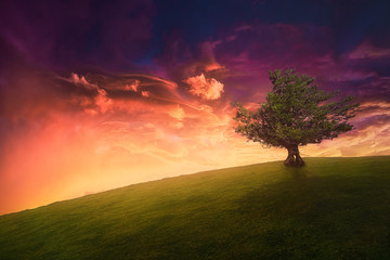 Wall Mural - landscape background of lonely tree on hill with beautiful sunset sky