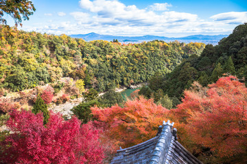 Wall Mural - colorful of maple forest on the mountain at autumn season in Arashiyama, Kyoto, Japan. From observation view point at Senkoji temple, over hozu river.