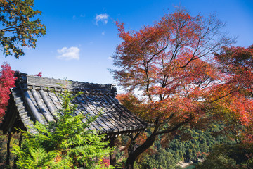 Wall Mural - colorful of maple forest on the mountain at autumn season in Arashiyama, Kyoto, Japan. From observation view point at Senkoji temple, over hozu river.