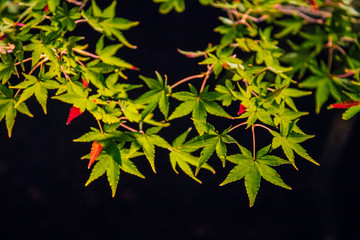 Wall Mural - Illuminated autumn foliage in Hogonin Gardens, Arashiyama, Kyoto, Japan. 