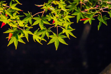 Wall Mural - Illuminated autumn foliage in Hogonin Gardens, Arashiyama, Kyoto, Japan. 