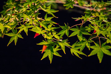 Wall Mural - Illuminated autumn foliage in Hogonin Gardens, Arashiyama, Kyoto, Japan. 