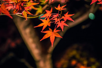 Wall Mural - Illuminated autumn foliage in Hogonin Gardens, Arashiyama, Kyoto, Japan. 