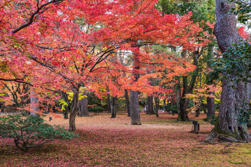 Wall Mural - Autumn foliage at Kenrokuen Garden in Kanazawa, Japan