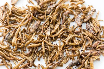 Fried cricket larvae