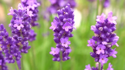 Wall Mural - Blooming Lavender Flowers swaying in the wind. Close Up. Real time video